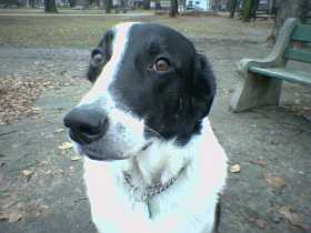 Legal To Walk With Dog Off Leash In Toronto Legal To Walk With Dog Off Leash In Toronto