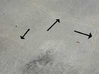 Rink Cracks